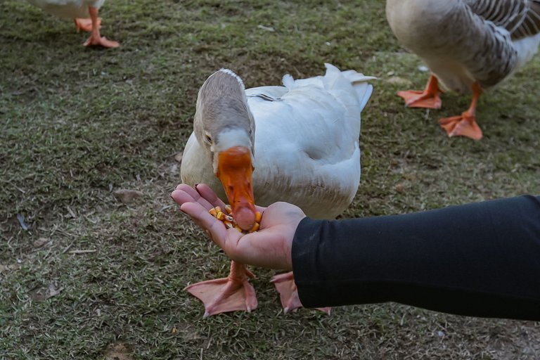 House with Pool in Floripa – 15 min from Jurerê