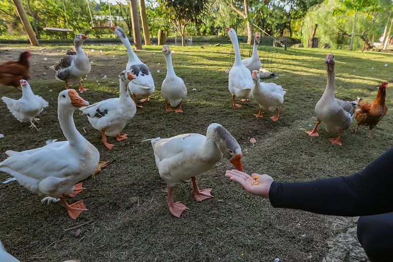 House with Pool in Floripa – 15 min from Jurerê