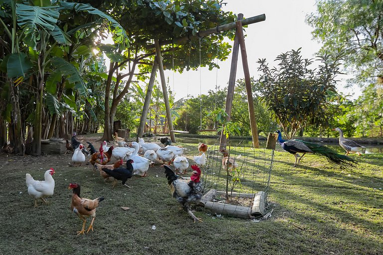 SITIO COM PISCINA EM FLORIPA NORTE DA ILHA 15min Jurerê