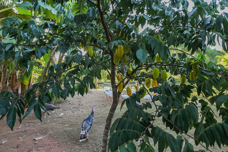 House with Pool in Floripa – 15 min from Jurerê