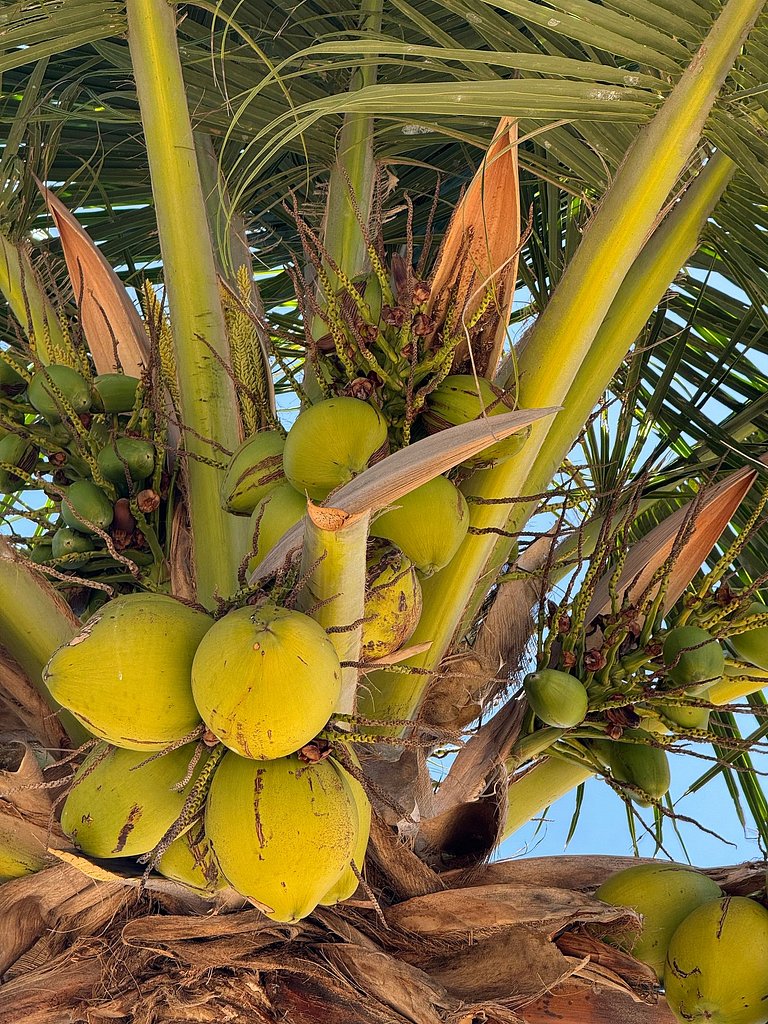Casa pé-na-areia c/ piscina e serviço incluído Japaratinga